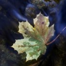 Leaf underwater